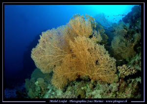 Beautiful Gorgonia Sea Fan in the Red Sea - que du bonheu... by Michel Lonfat 